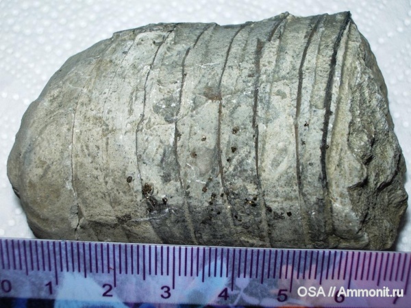 девон, наутилоидеи, Ухта