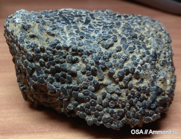 девон, фран, Ухта