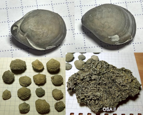 брахиоподы, девон, Сирачой