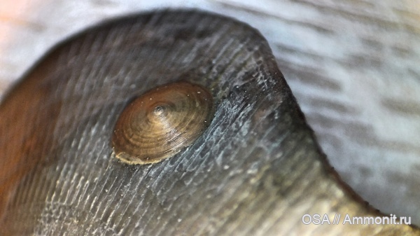 брахиоподы, девон, Crania, фран, Discinisca