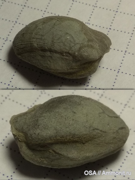 брахиоподы, девон, фран, Ухта