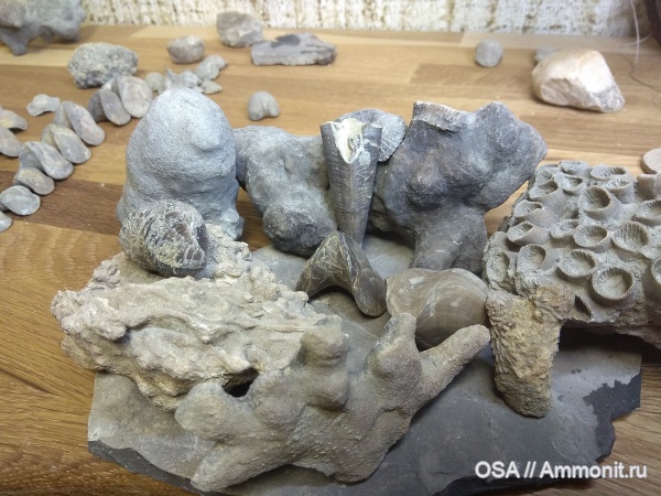 брахиоподы, девон, кораллы, конулярии, фран, Ухта