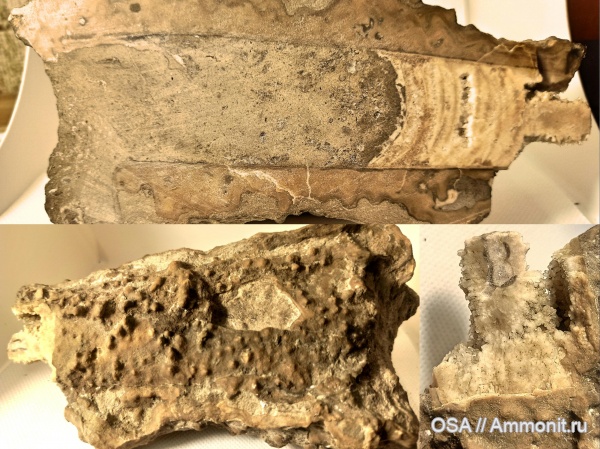 ортоцерасы, девон, сифон, жилая камера, фран, Ухта, альвеолиты