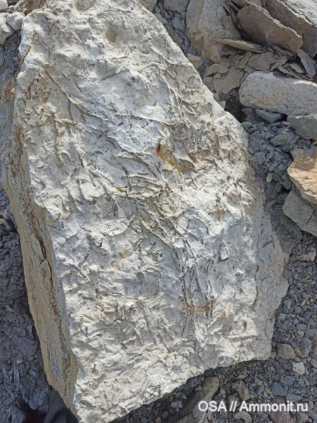 девон, Флора, Ухта