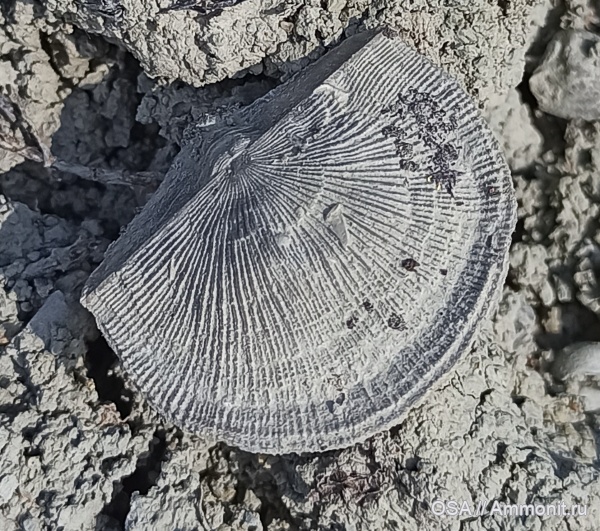 брахиоподы, девон, Schuchertella donica, Ухта