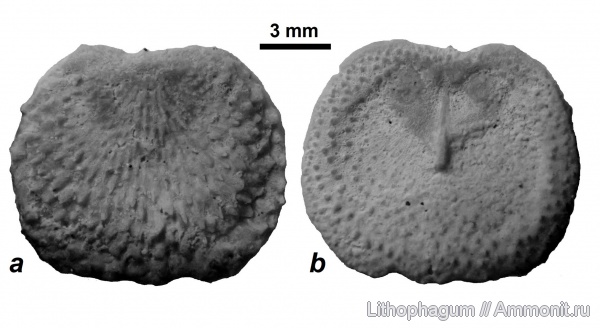 Крым, brachiopoda, Danocrania tuberculata, датский ярус, Danocrania, Качи-Кальон