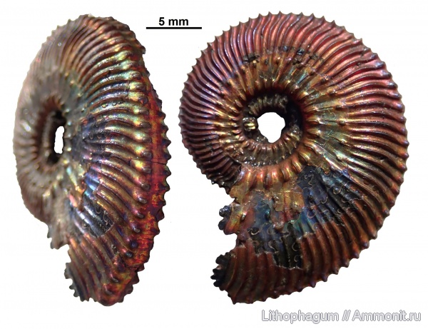 аммониты, Kosmoceras, Ярославская область, средний келловей, Kosmoceras jason, Ammonoidea, Переборы, зона Kosmoceras jason