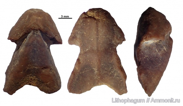 нижний мел, Крым, готерив, ринхолиты, валанжин, Верхоречье, Hadrocheilus, Hadrocheilus (Arcuatobeccus), Rhyncholithes