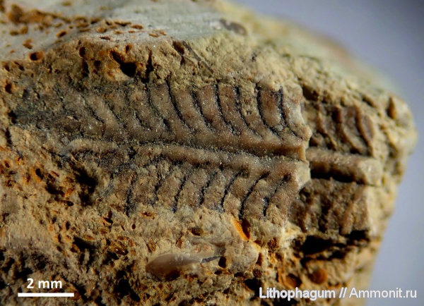 ордовик, р. Волхов, палеозой, граптолиты, Ленинградская область, Graptolithina, нижний ордовик