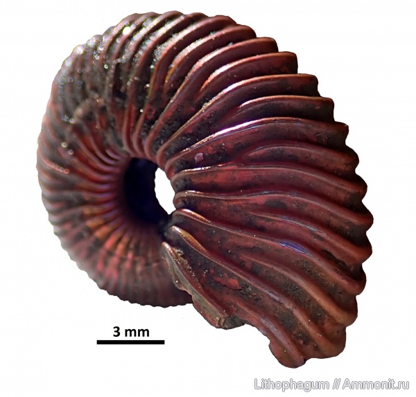 аммониты, келловей, Ярославская область, Cardioceratidae, Ammonoidea, Novocadoceras, Переборы