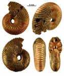 Cardioceratidae sp. juv.