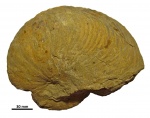 Наутилоидеи (Mollusca: Nautiloidea)
