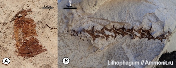 палеоген, рыбы, эоцен, Крым, чешуя, позвонки рыб, Lyrolepis, Lyrolepis caucasica, Elopidae, perciformes, бартонский ярус, бодракский ярус, кумский горизонт, лиролеписовый горизонт