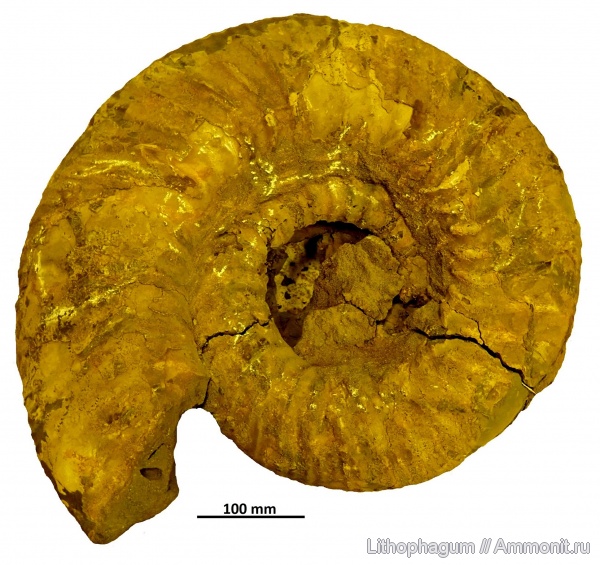 аммониты, Dorsoplanites, волжский ярус, Ярославская область, Dorsoplanites serus, верхняя юра, Глебово, Ammonoidea
