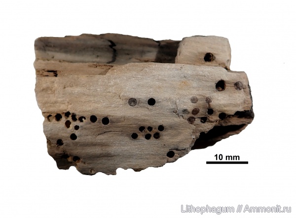 древесина, волжский ярус, верхняя юра, Глебово, древоточцы, ксилофаги