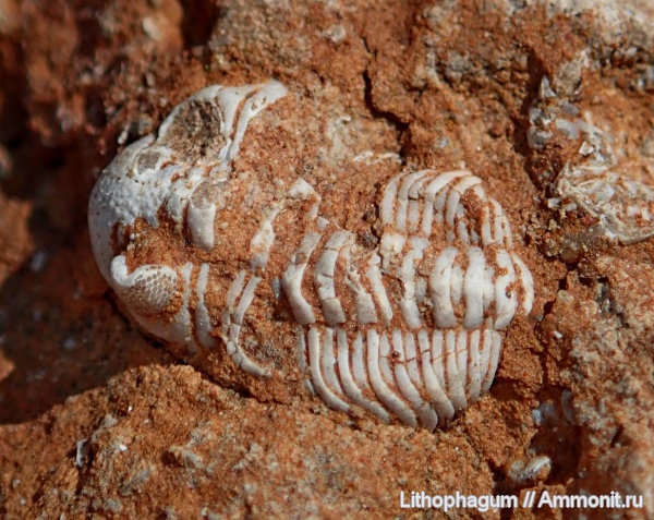 трилобиты, Ярославская область, Estoniops, Phacopida, Trilobita, Pterygometopidae, верхний ордовик, Estoniops exilis, кукрузеский горизонт, вийвиконааская свита, сандбский ярус