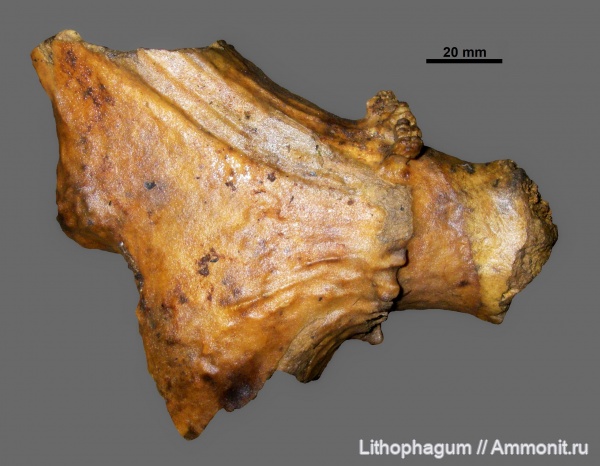 позвоночные, млекопитающие, плейстоцен, кайнозой, четвертичный период, Крым, Alces alces, Alces, лоси, mammalia, пещера, Оленевые, Cervidae, пещерная фауна, мегафауна