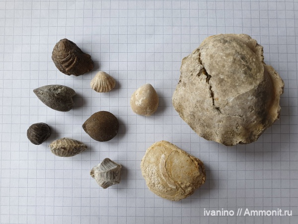 брахиоподы