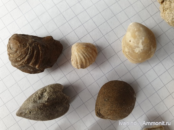 брахиоподы