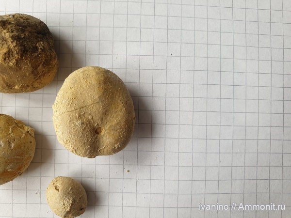 морские ежи