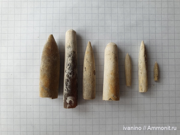 Белемниты Беларуси