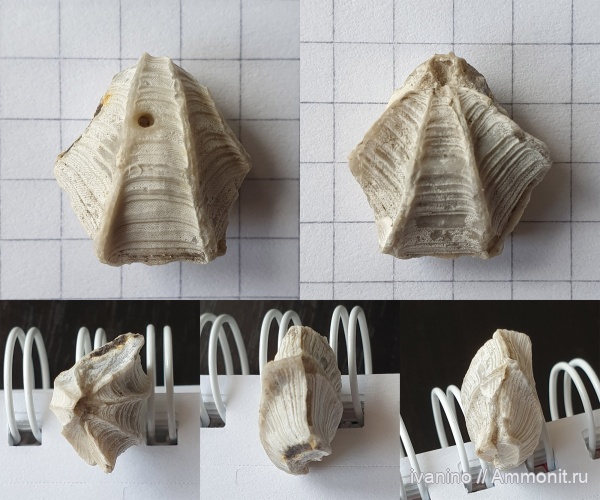 брахиоподы