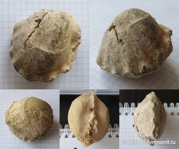 брахиоподы