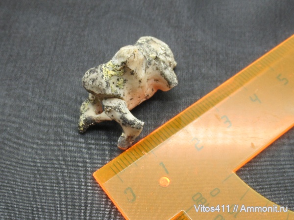 неоген, тюлени