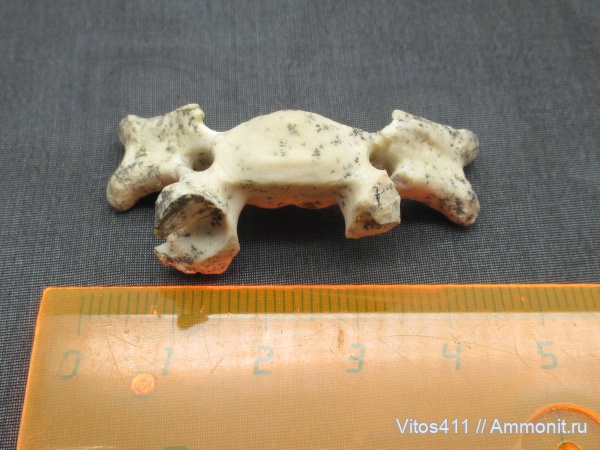 неоген, тюлени