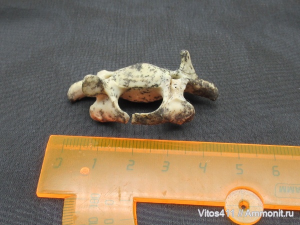 неоген, тюлени