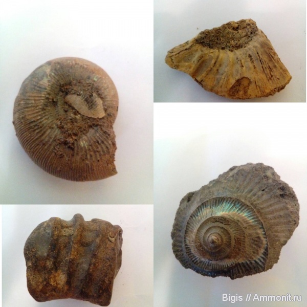 аммониты