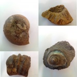 Аммониты реки Йоды