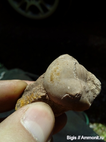 трилобиты, ордовик, Illaenus