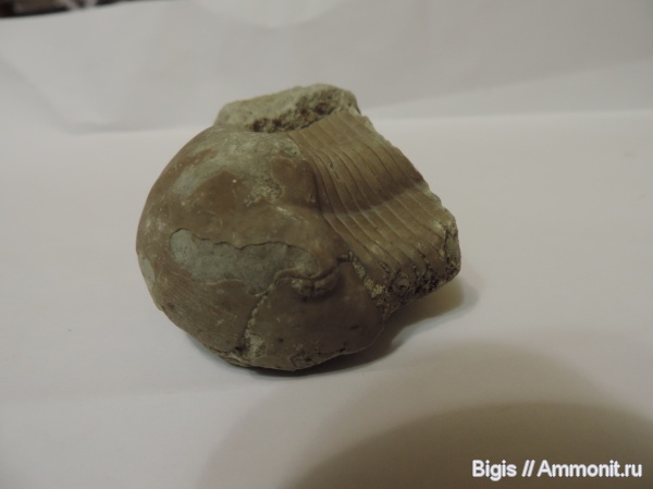 трилобиты, ордовик, Illaenus