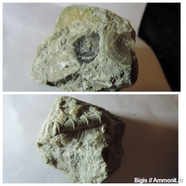 ордовик, эндоцерасы, Orthisocrania