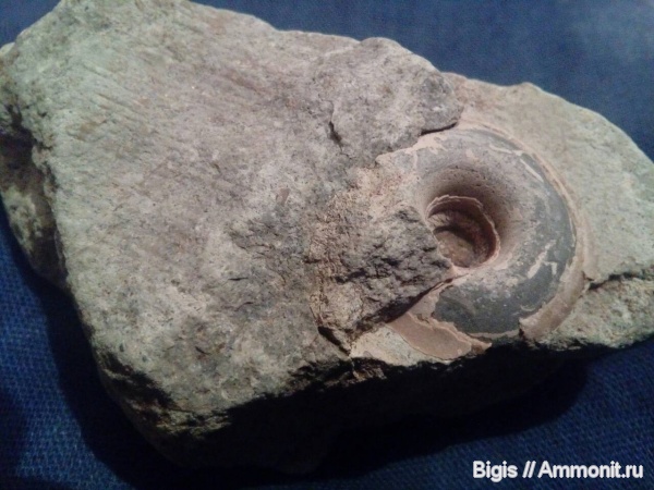 гастроподы, ордовик, Pararaphistoma