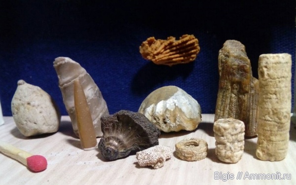 Находки с берега Волги.