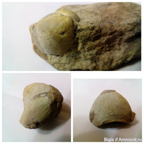 брахиоподы, ордовик, Porambonites