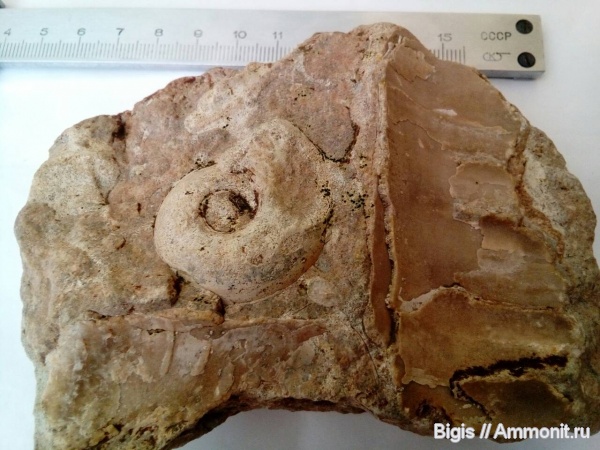 гастроподы, ордовик, эндоцерасы, Pararaphistoma