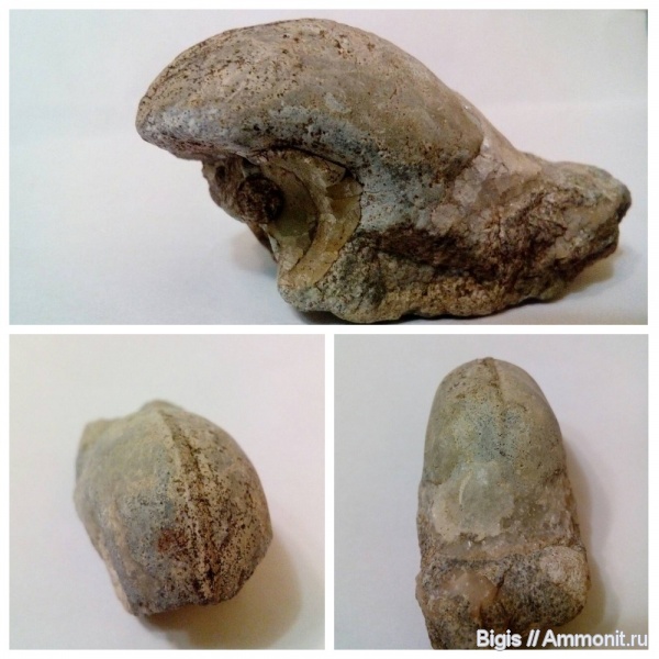 гастроподы, ордовик, Bellerophon