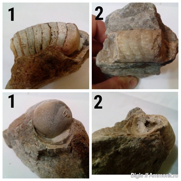 ордовик, наутилоидеи, головоногие моллюски, Tarphycerida