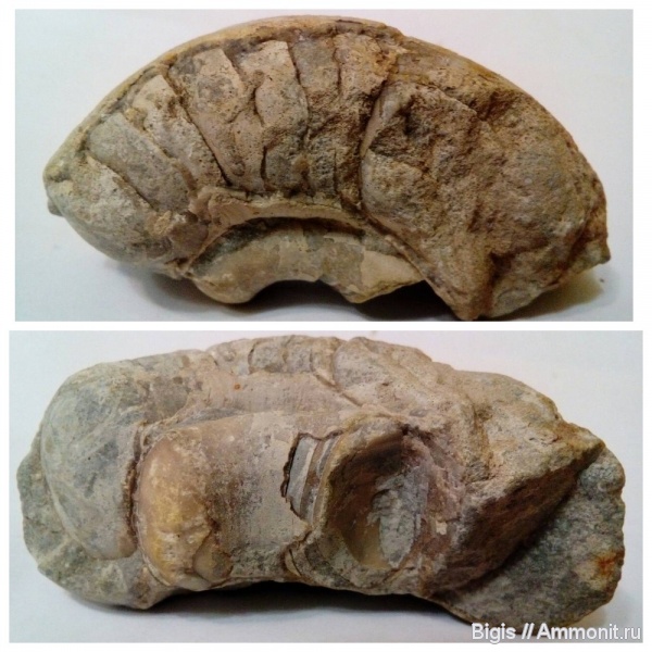 ордовик, наутилоидеи, головоногие моллюски, Estonioceras, Tarphycerida