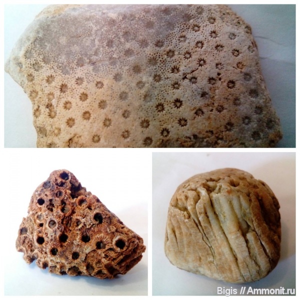 силур, кораллы, беспозвоночные, Rugosa, Favositida, Heliolitoidea
