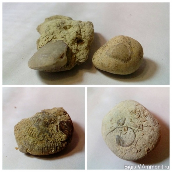 брахиоподы, силур, беспозвоночные, Orthida