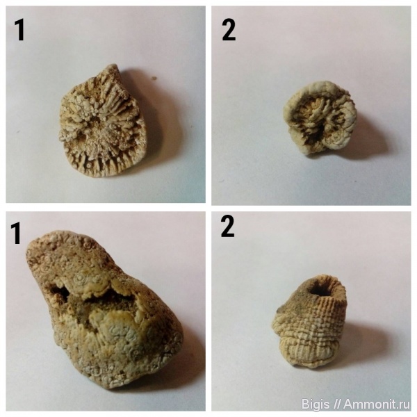 силур, кораллы, кишечнополостные, ругозы