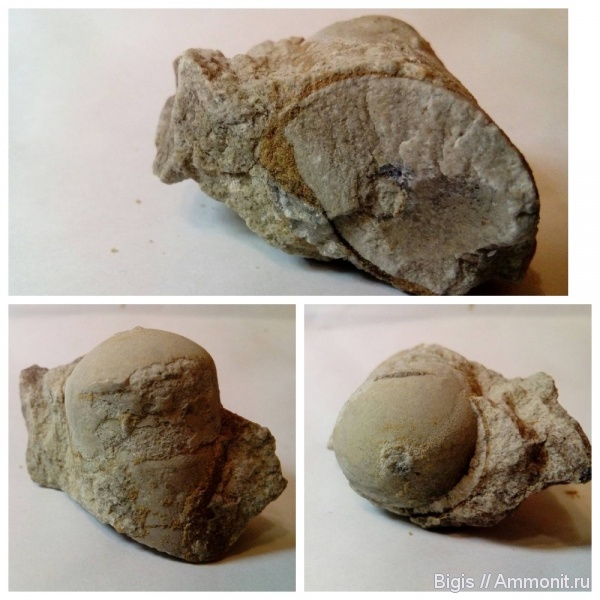 ордовик, наутилоидеи, головоногие моллюски, Orthoceras