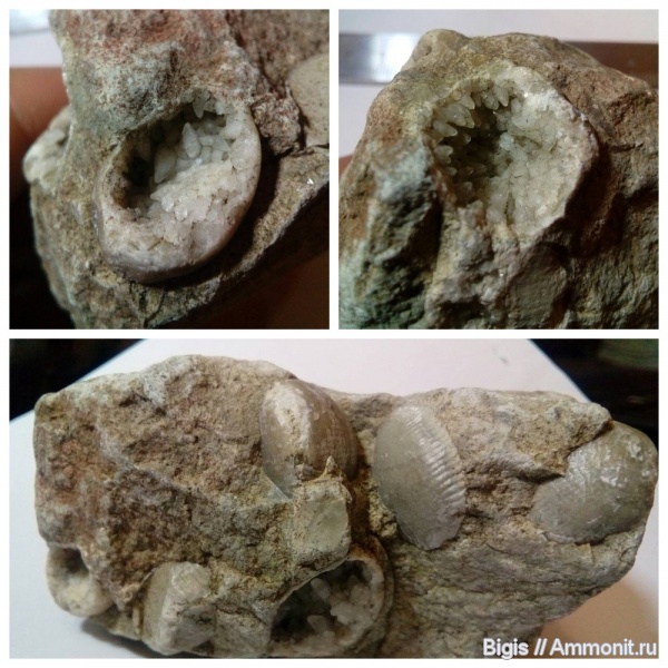 брахиоподы, ордовик, беспозвоночные, Lycophoria