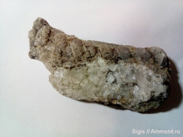 ордовик, наутилоидеи, головоногие моллюски