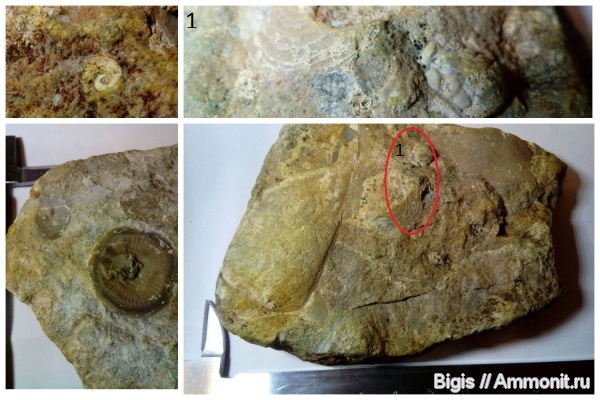 гастроподы, ордовик, мшанки, беспозвоночные, Orthisocrania
