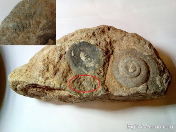 брахиоподы, гастроподы, трилобиты, ордовик, Pararaphistoma, Orthisocrania, Дарривильский ярус